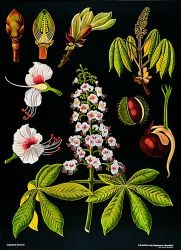 Lehrtafel Rosskastanie, Format BxH 85x120 cm