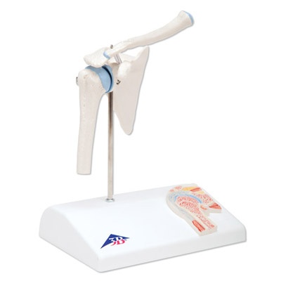 Mini-Schultergelenk mit Querschnitt