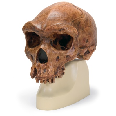 Anthropologischer Schädel - Broken Hill