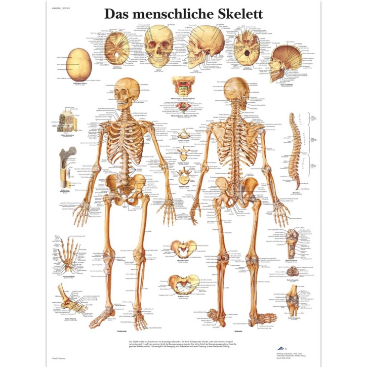 Anatomische Lehrtafel, Das menschliche Skelett