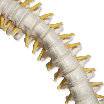 Flexible Wirbelsäule mit weichen Bandscheiben