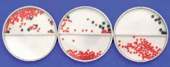 10 Osmose-Funktionsmodelle +Lehrer-Info