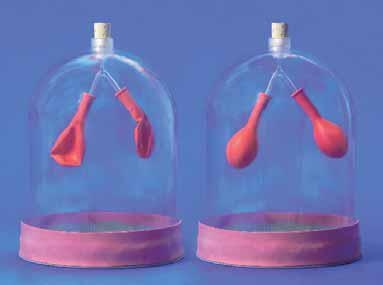 Funktionsmodell, Menschliche Lunge, Höhe der Glocke 30 cm