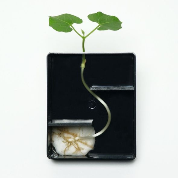 Dunkelraum-Keimschachtel Dunkelraum-Keimschachtel