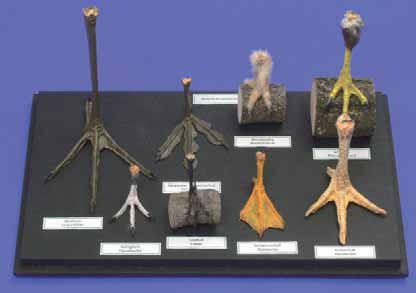 Vogelfußsammlung auf Platte