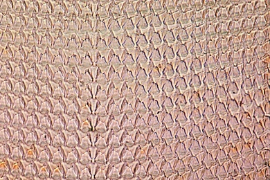 Mikropräparat - Schnecke, Reibplatte (Radula), Schnitt oder total Mikropräparat - Schnecke, Reibplatte (Radula), Schnitt oder total