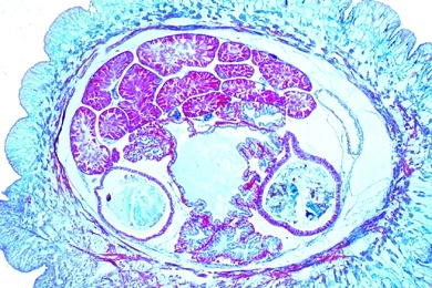 Mikropräparat - Schnecke, Körpermitte quer, Innere Organe Mikropräparat - Schnecke, Körpermitte quer, Innere Organe