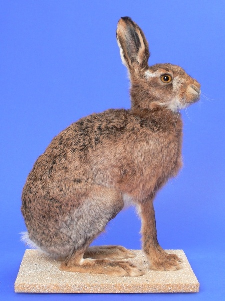 Ganzpräparat Feldhase