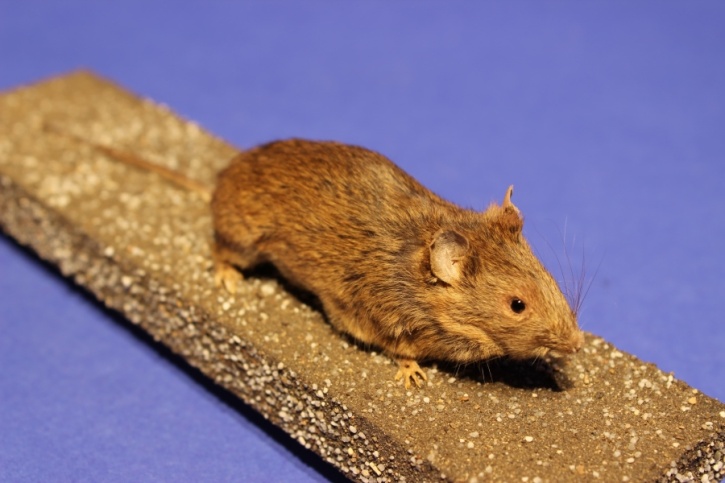 Ganzpräparat Hausmaus