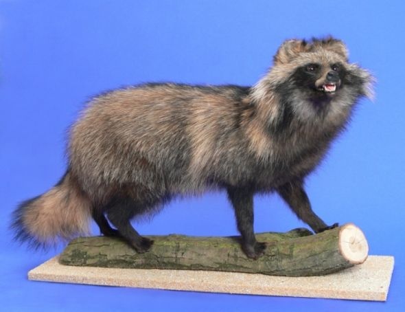 Ganzpräparat Marderhund