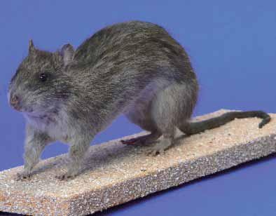 Ganzpräparat Wanderratte