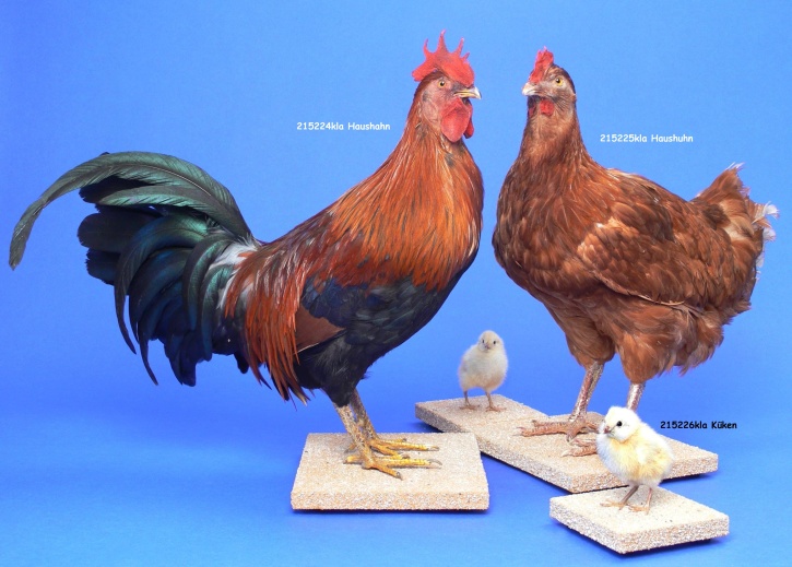 Ganzpräparat Haushuhn