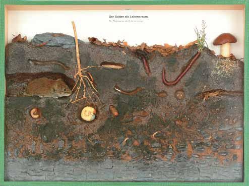 Schaukasten Der Boden als Lebensraum, Kasten 40x30 cm