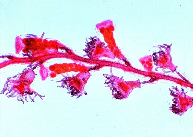 Mikropräparat - Obelia, Polypenstock total