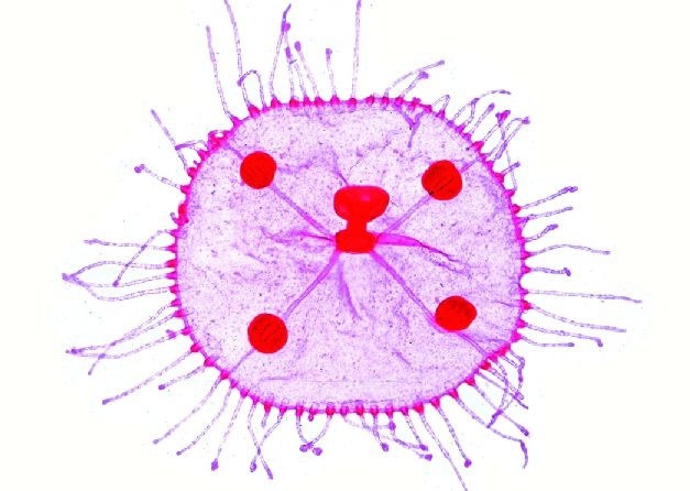 Mikropräparat - Obelia, Meduse total