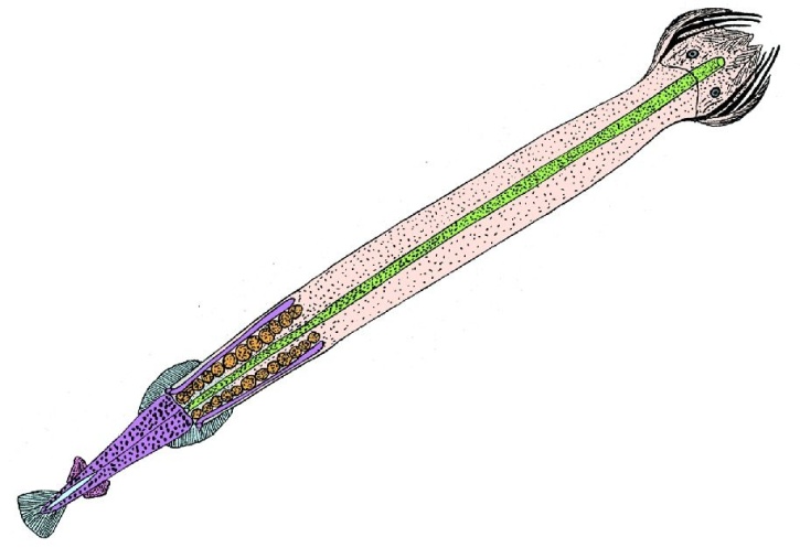 Mikropräparat - Sagitta, Pfeilwurm, total