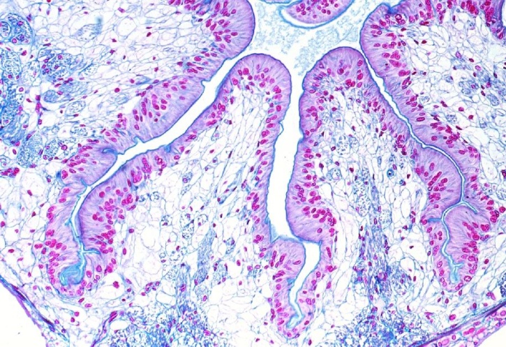 Mikropräparat - Astacus, Flußkrebs, Darm quer