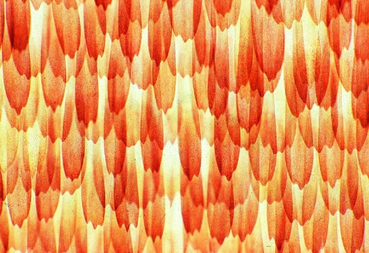 Mikropräparat - Pieris, Schmetterling, Stück vom Flügel mit Schuppen Mikropräparat - Pieris, Schmetterling, Stück vom Flügel mit Schuppen