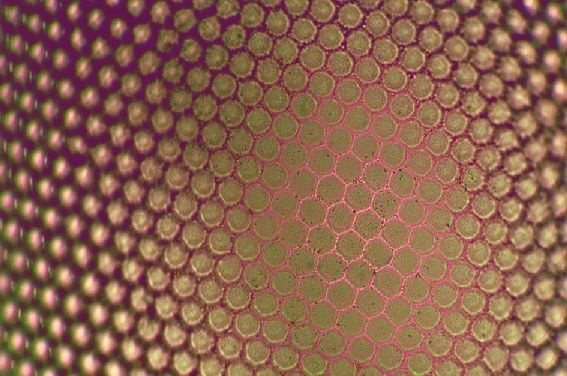 Mikropräparat - Apis mellifica, Honigbiene, Hornhaut vom Auge, total Mikropräparat - Apis mellifica, Honigbiene, Hornhaut vom Auge, total