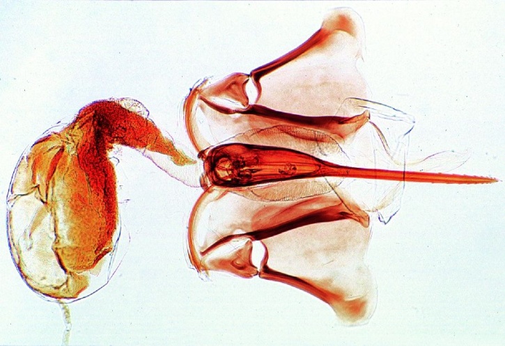 Mikropräparat - Apis mellifica, Honigbiene, Stechapparat total Mikropräparat - Apis mellifica, Honigbiene, Stechapparat total