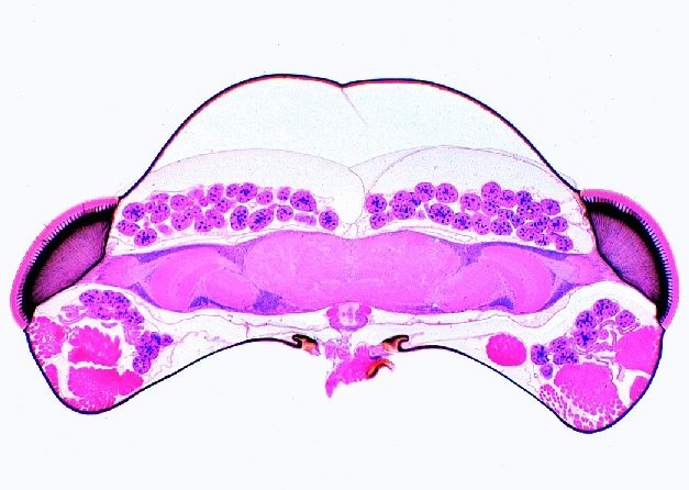 Mikropräparat - Apis mellifica, Honigbiene, Kopf mit Gehirn und Facettenaugen, quer Mikropräparat - Apis mellifica, Honigbiene, Kopf mit Gehirn und Facettenaugen, quer