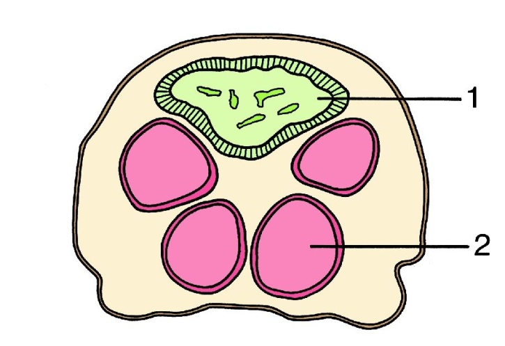 Mikropräparat - Bombyx mori, Seidenspinner, Körpermitte der Raupe, quer Mikropräparat - Bombyx mori, Seidenspinner, Körpermitte der Raupe, quer