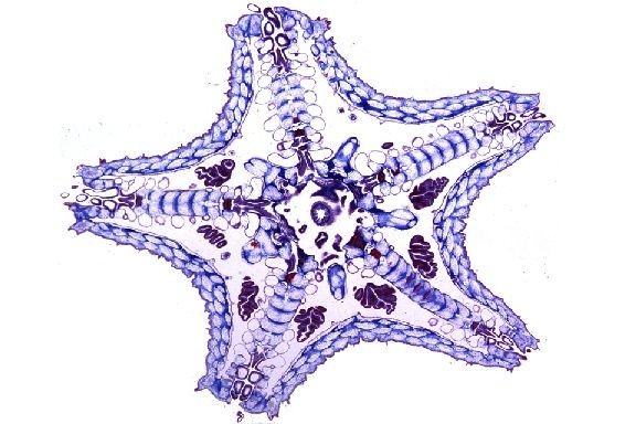 Mikropräparat - Asterias, Seestern, junges Tier Flach- (Horizontal-) schnitt