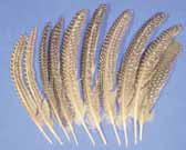 Schwungfedern (10 Stück), Länge 15 - 25 cm