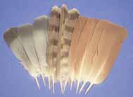 Schwanzfedern (10 Stück), Länge 12 - 20 cm