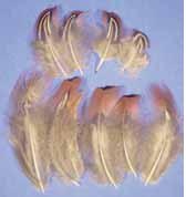 Deckfedern (10 Stück)