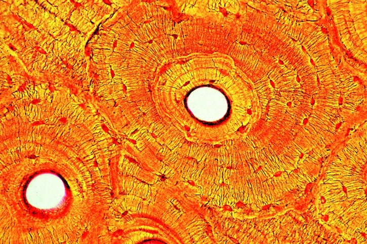 Mikropräparate - Histologie der Säugetiere (Mammalia), Grundserie, 25 Präparate