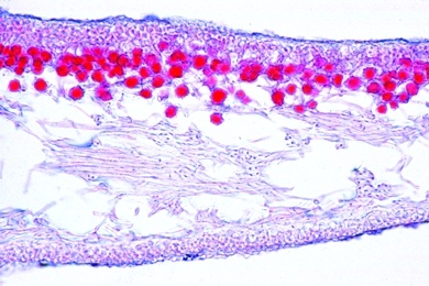 Mikropräparat - Lobaria, Flechte, Thallus mit symbiotischen Algen, quer