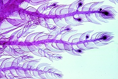 Mikropräparat - Laubmoos, Stämmchen mit Blättern, total