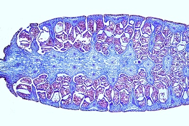Mikropräparat - Equisetum, Schachtelhalm, Sporophyllstand längs