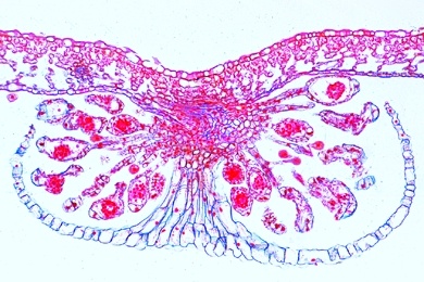 Mikropräparat - Aspidium, Wurmfarn, Blatt mit Sporangien, quer