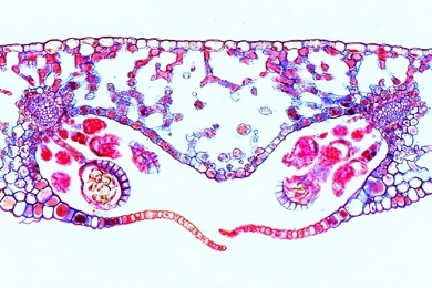 Mikropräparat - Phyllitis, Hirschzunge, Blatt mit Sporangien quer
