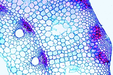 Mikropräparat - Equisetum, Schachtelhalm, Stamm quer