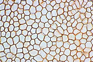 Mikropräparat  Korkzellen, Rinde von Quercus suber, Korkeiche, quer