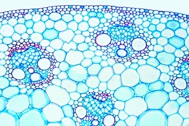 Mikropräparat - Zea mays, Mais, Stamm quer, Monokotyler Stamm