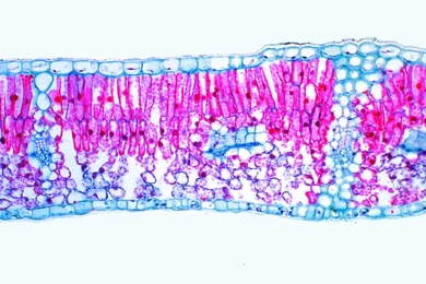 Mikropräparat - Syringa, Flieder, Blatt quer, Dikotyles Blatt