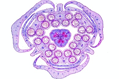 Mikropräparat - Lilium, Lilie, Blütenknospe quer, Blütendiagramm