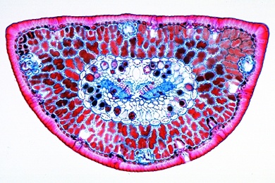 Mikropräparat - Pinus, Kiefer, Blätter (Nadeln) quer