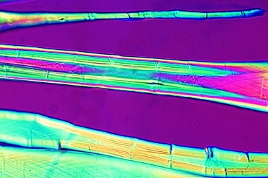 Mikropräparat - Holzzellen, Holz von Tilia, Linde, mazeriert