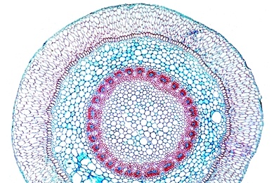 Mikropräparat - Dendrobium, Orchidee, Luftwurzel mit Velamen, quer