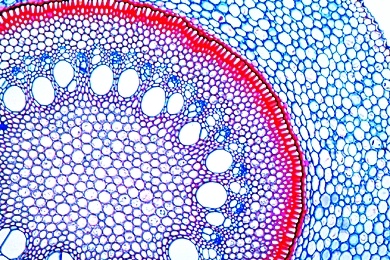 Mikropräparat - Smilax, Liane, Wurzel quer, Verdickte Endodermis