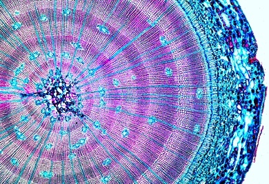 Mikropräparat - Pinus. Kiefer, verholzter Stamm, quer