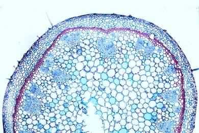 Mikropräparat - Pelargonium, Geranie, Stamm der einjährigen Pflanze, quer