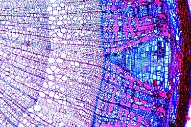 Mikropräparat - Tilia, Linde, verholzter Stamm, quer und längs