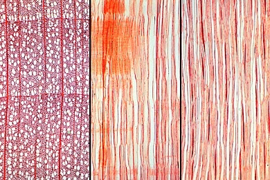 Mikropräparat - Fagus, Buche, Holz, drei Schnitte: quer, radial und tangential