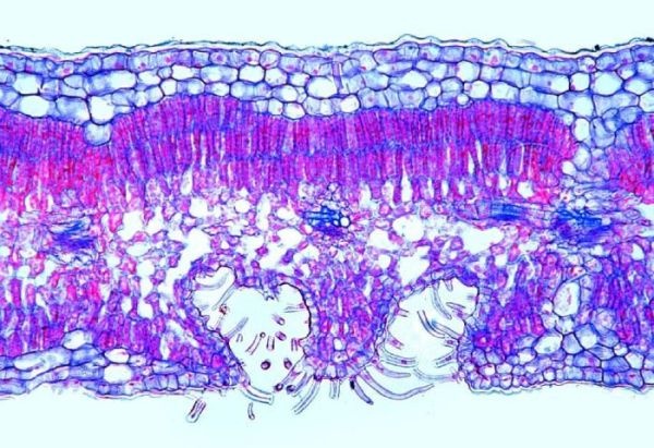 Mikropräparat - Nerium, Oleander, Blatt mit versenkten Spaltöffnungen